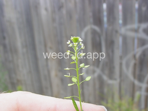 pepperweed, Virginia